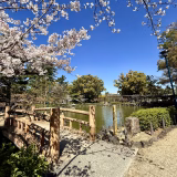 三拍子揃ったお花見:豊國神社
